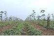 Hiệu quả của mô hình trồng xen hoa màu giữa vườn cao su tái canh